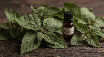 Patchouli